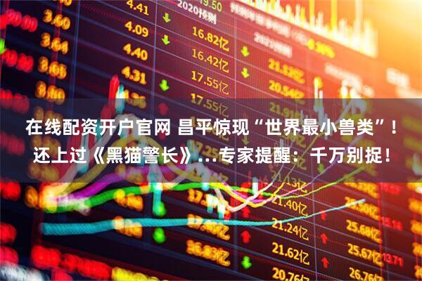 在线配资开户官网 昌平惊现“世界最小兽类”！还上过《黑猫警长》…专家提醒：千万别捉！